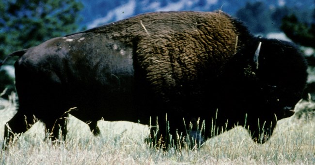 Modern Bison