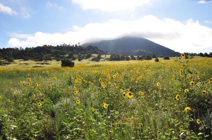 Field of sunflowers Field of sunflowers