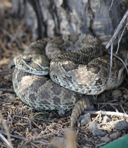Rattlesnake