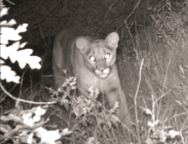 Mountain Lion