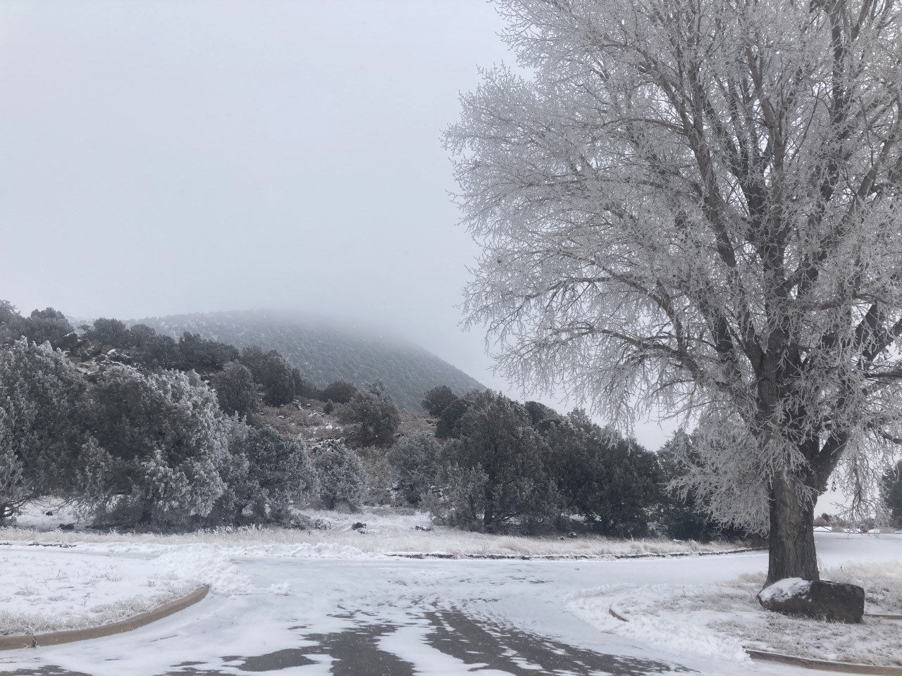 Cottonwood covered in ice