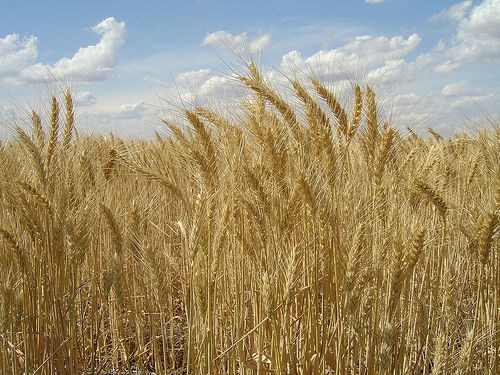 Photo-Wheat Photo-Wheat