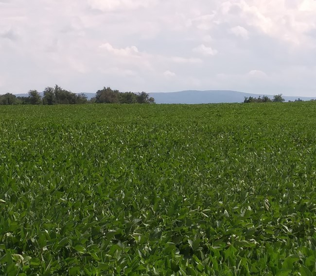 Berryville Battlefield A blue ridge of mountains looms on the horizon of a green farm field of low crops.
