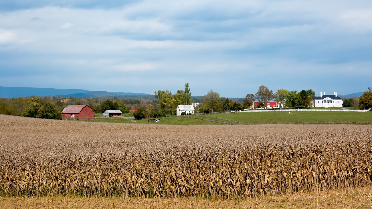 Wheat no longer dominates the landscape but historic Belle Grove Plantation still grows grain crops.