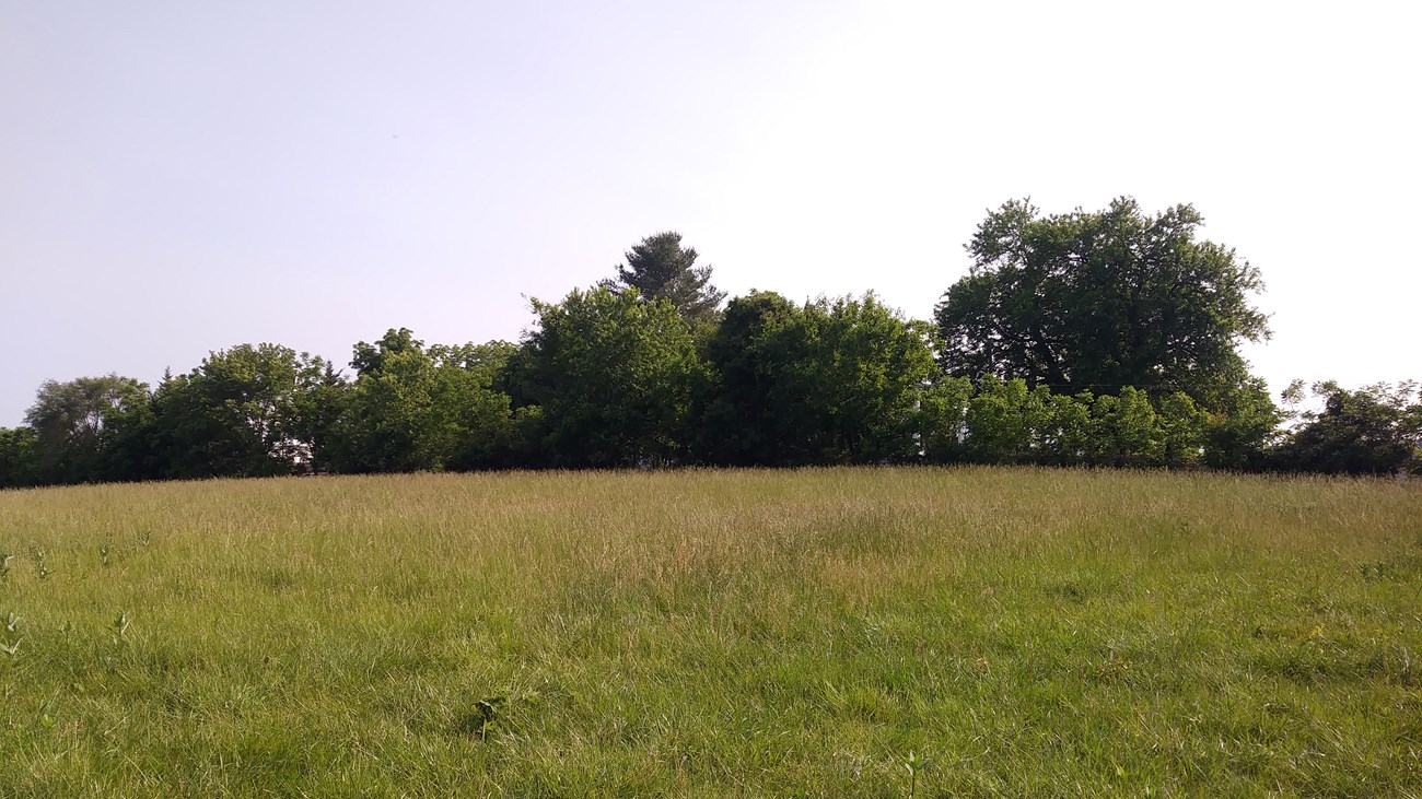 Middletown Battlefield A green field of open terrain has a line of trees at its back.