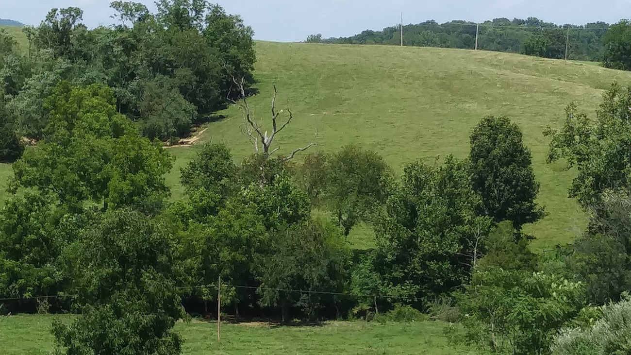 Belts of trees divide a mowed grass hillside under the summer sun.