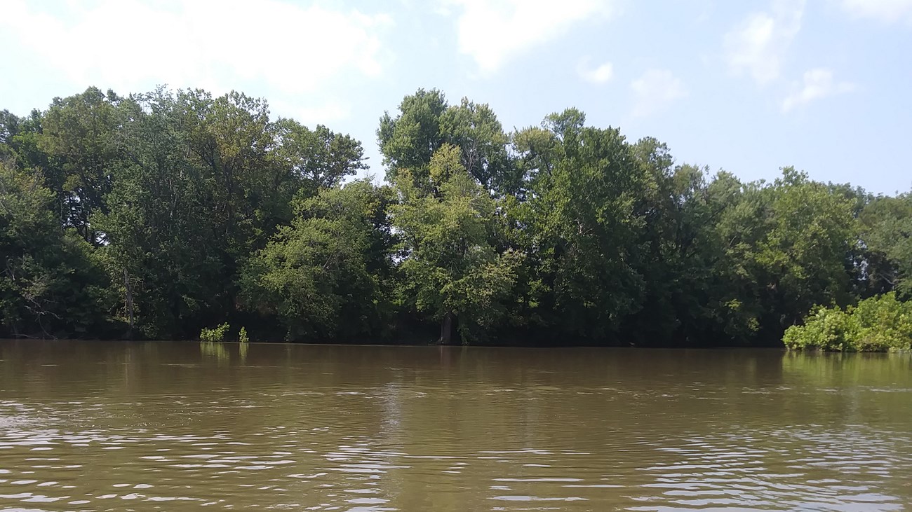 A muddy green river flows gently past its forested banks.