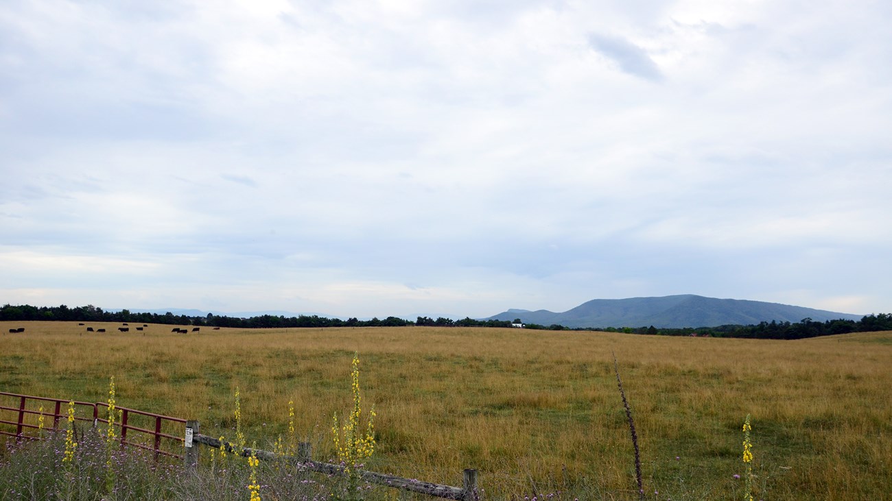 A herd of cattle grazes in a mountain valley pasture.