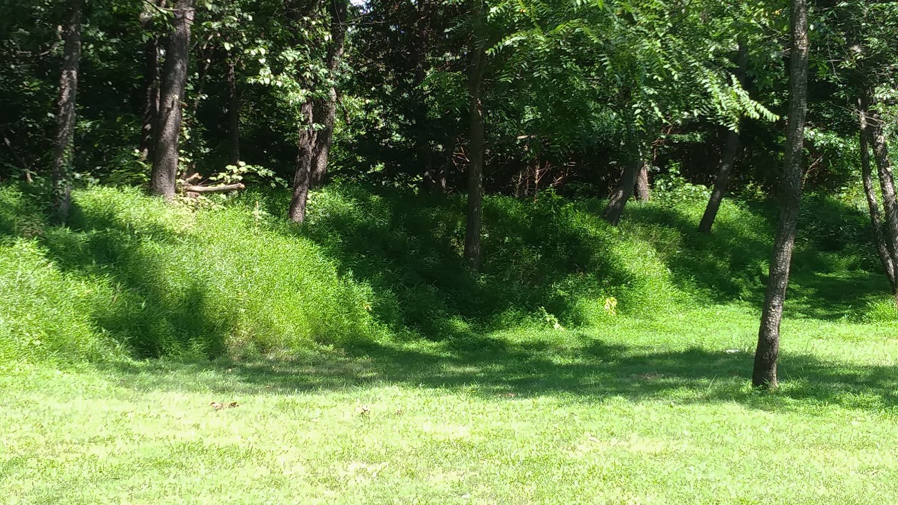 Star Fort, Winchester Trees grow from a partly mowed grass earthwork.