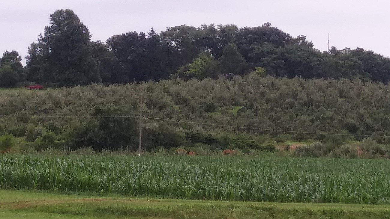 The contours of a hillside planted with trees shows the remains of an earthwork fort.