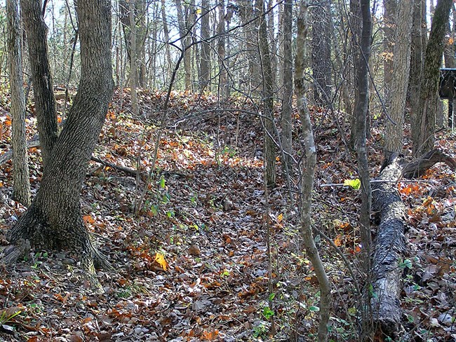 Low ridges of earth on a woodland floor traces the remains of a Civil War trench.