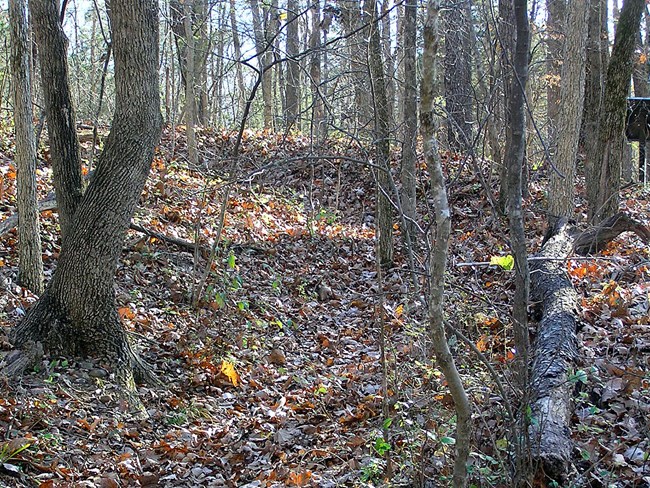 19th Corps Trench Low ridges of earth on a woodland floor traces the remains of a Civil War trench.