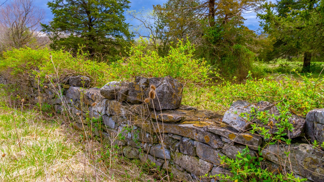 The remains of a low stone wall are partly hidden by weeds.