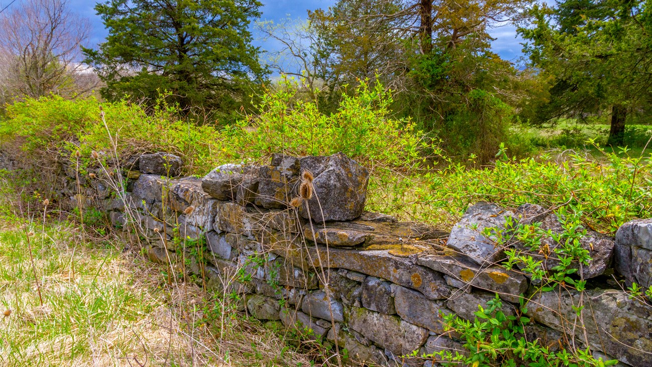 Valley Turnpike Wall The remains of a low stone wall are partly hidden by weeds.