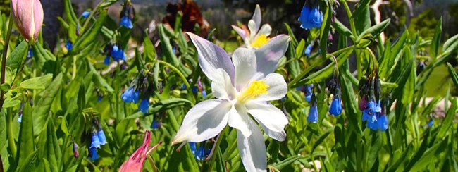 Columbine and bluebell flowers. Columbine and bluebell flowers.