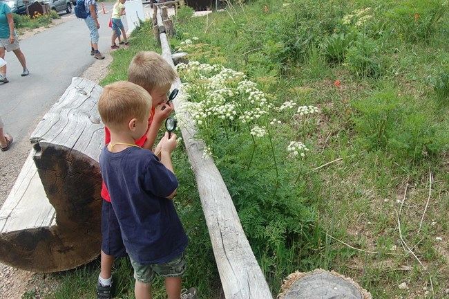 Two Junior Rangers observe the vegetation while enjoying a Field Trip to Cedar Breaks.