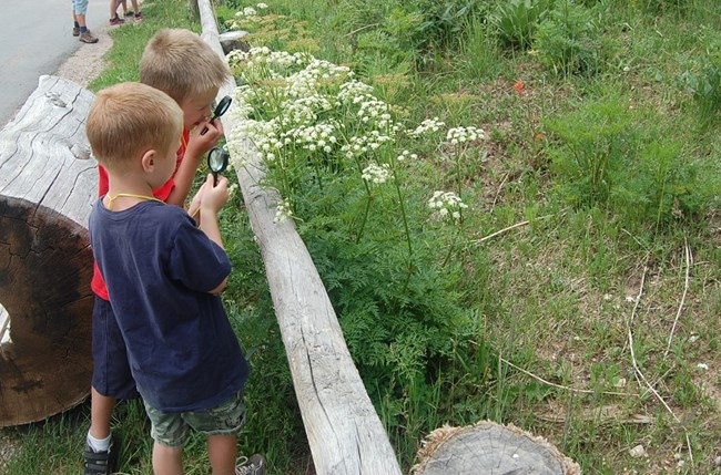 Two young kids looking at a plant with magnifying glasses