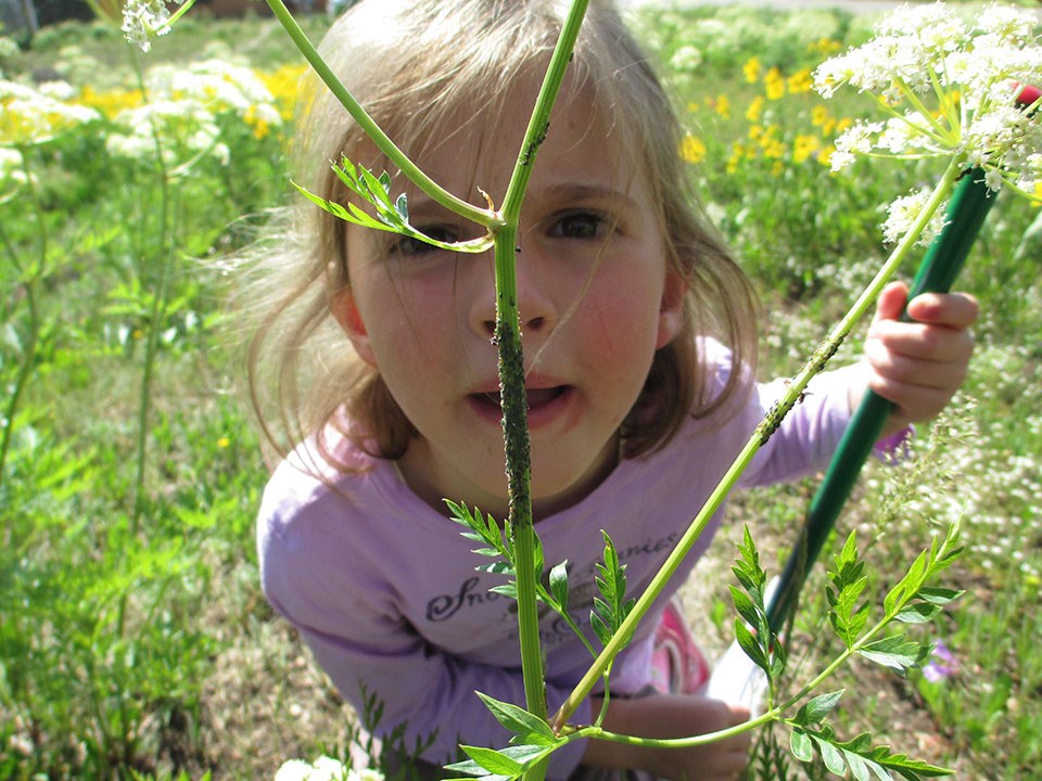 Child searching for bugs Child searching for bugs