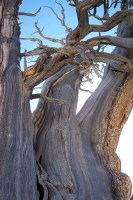 Bristlecone Pine Bristlecone Pine