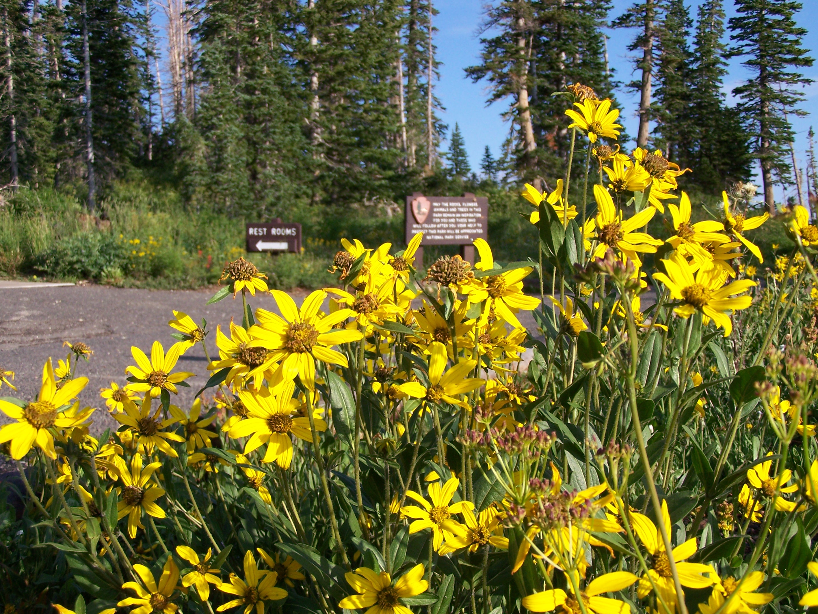 wildflowers wildflowers