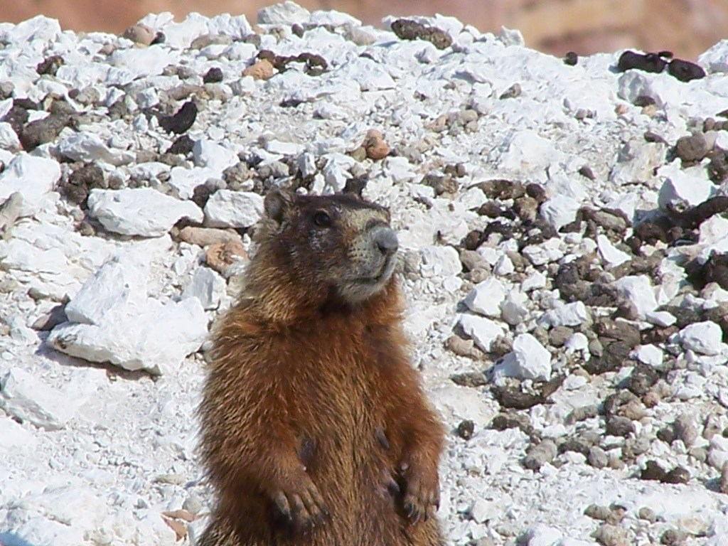 yellow bellied marmot yellow bellied marmot