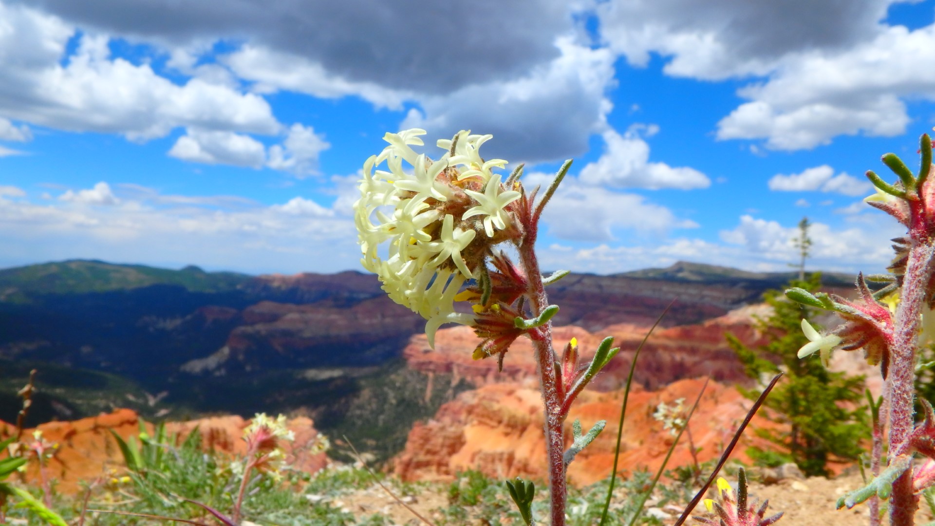 White colored Cedar Breaks Gilia flowers bloom at edge of cedar breaks White colored Cedar Breaks Gilia flowers bloom at edge of cedar breaks
