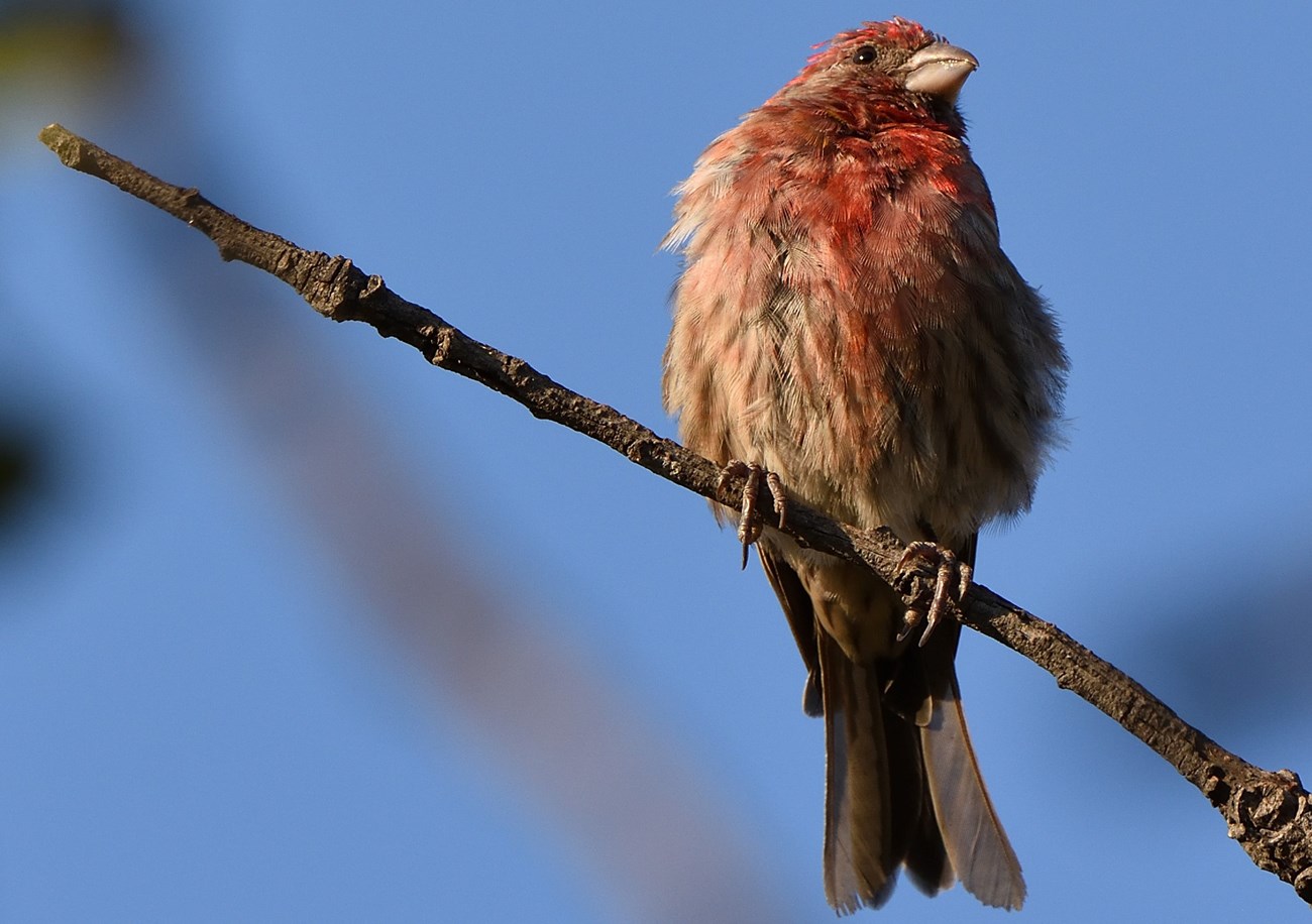 A red and brown House Finch perched on a branch