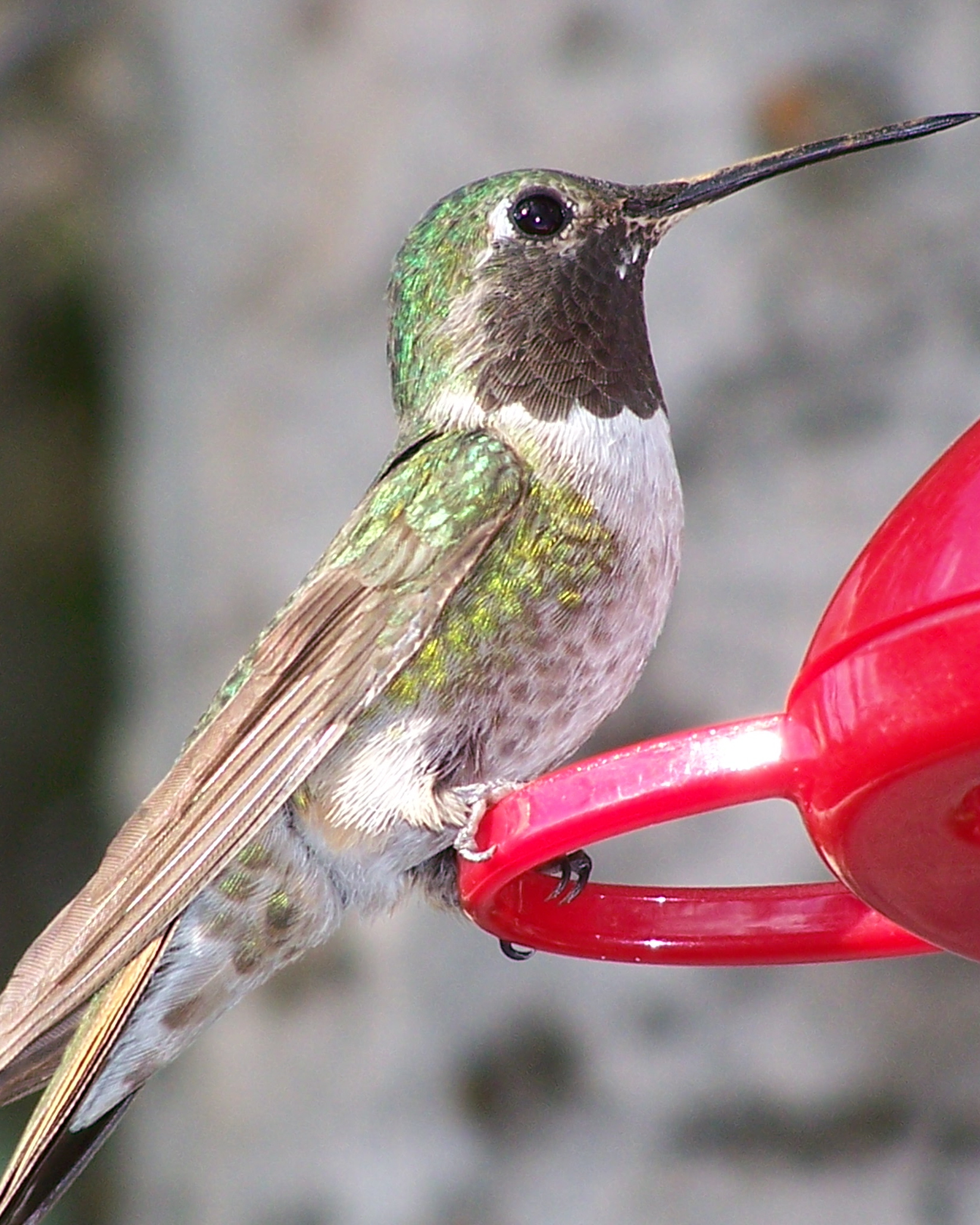 Hummingbirds - Cedar Breaks National Monument (U.S ... Hummingbirds - Cedar Breaks National Monument (U.S ...