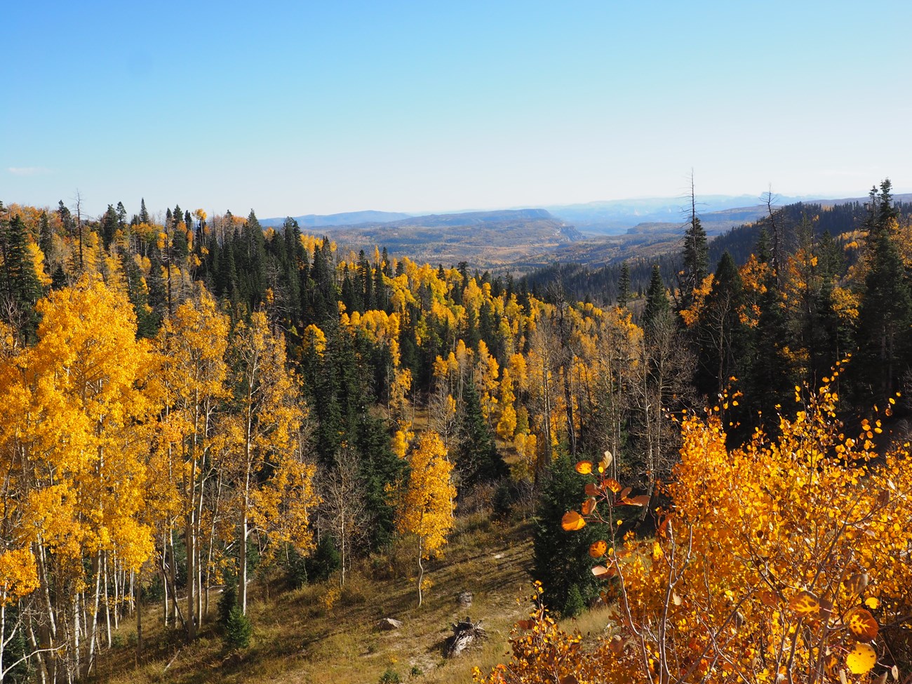 A picture of trees changing color in the fall at Cedar Breaks National Monument.