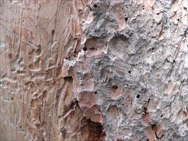 Spruce Beetle Damage Spruce Beetle Damage