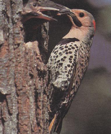 Woodpeckers - Cedar Breaks National Monument (U.S. National Park Service)