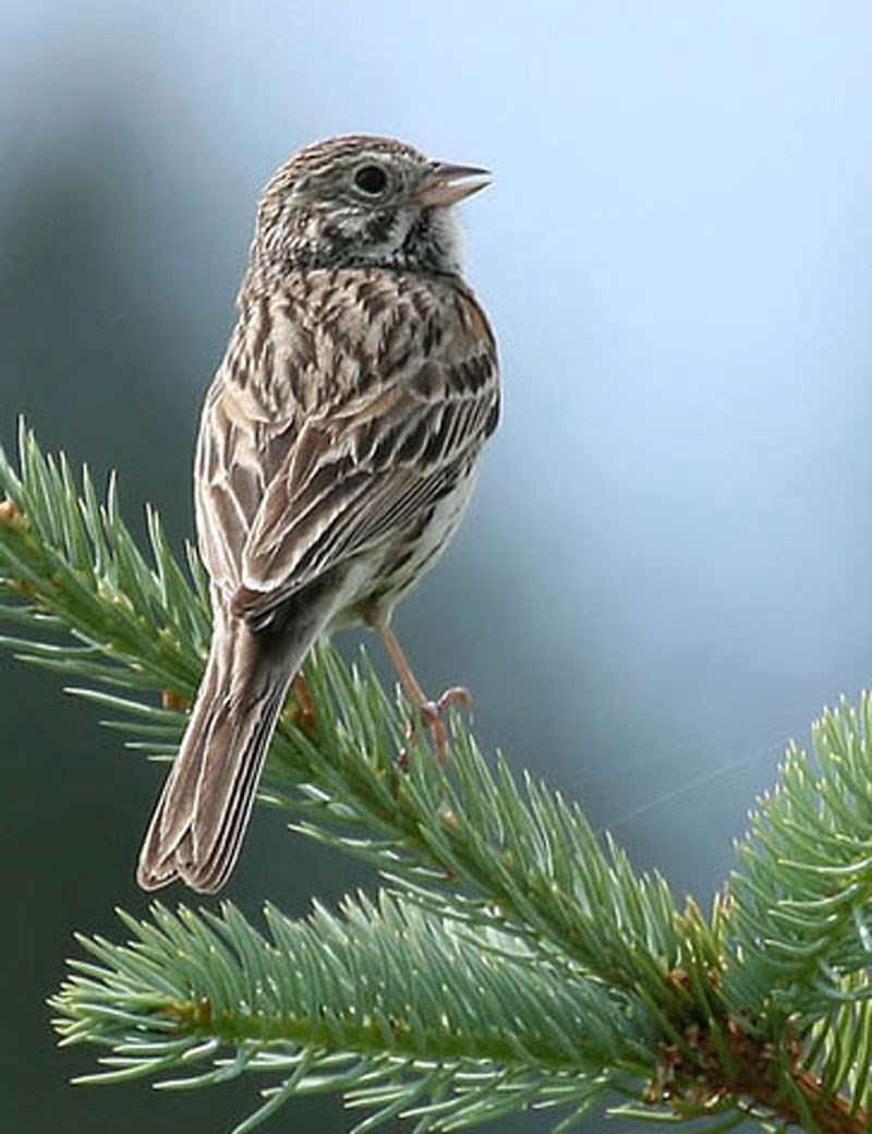 vesper sparrow vesper sparrow