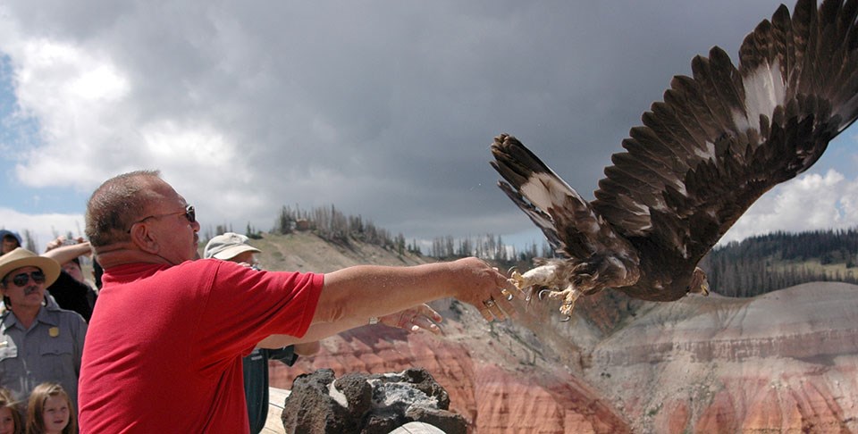 Man in red shirt releasing eagle off the rim of Cedar Breaks Man in red shirt releasing eagle off the rim of Cedar Breaks