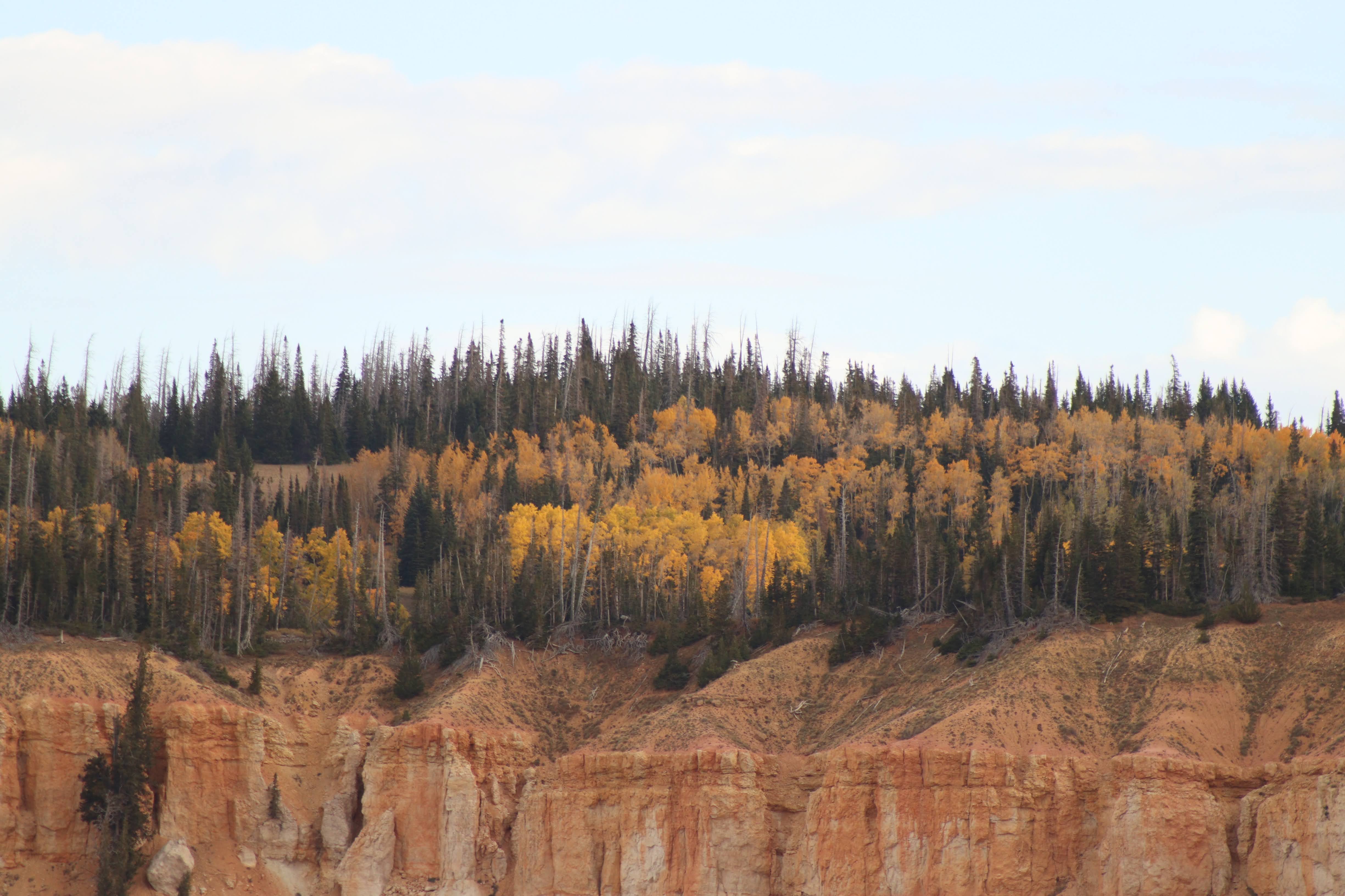 A cliffside with fall foliage on the rim against an overcast sky.