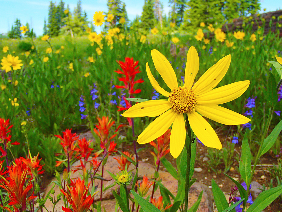 Web-BryanLarsen (46) Wildflower Meadow: close-up of red, yellow and purple flowers.