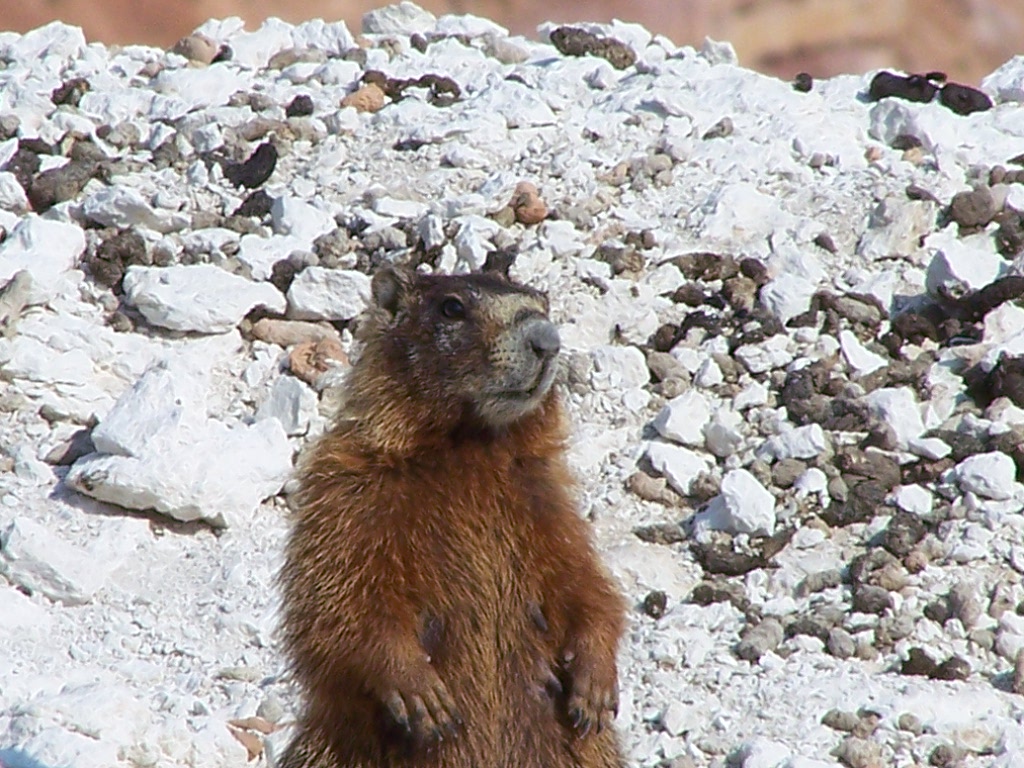 yellow bellied marmot