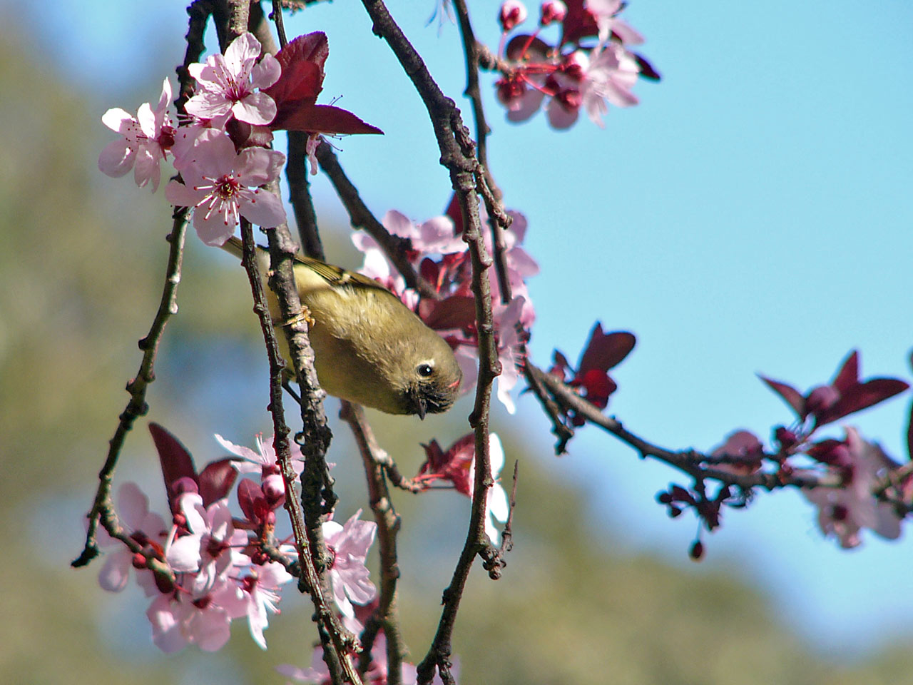 Ruby-crowned Kinglet