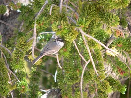 Mountain Chickadee