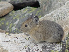 Pika