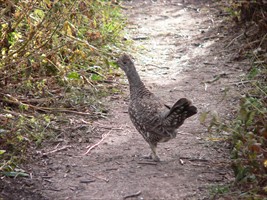 Blue Grouse