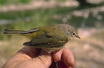 orange crowned warbler