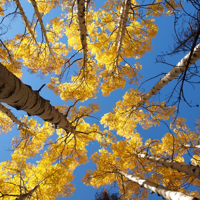 Fall Aspen trees with golden leaves, seen from below. Fall Aspen trees with golden leaves, seen from below.
