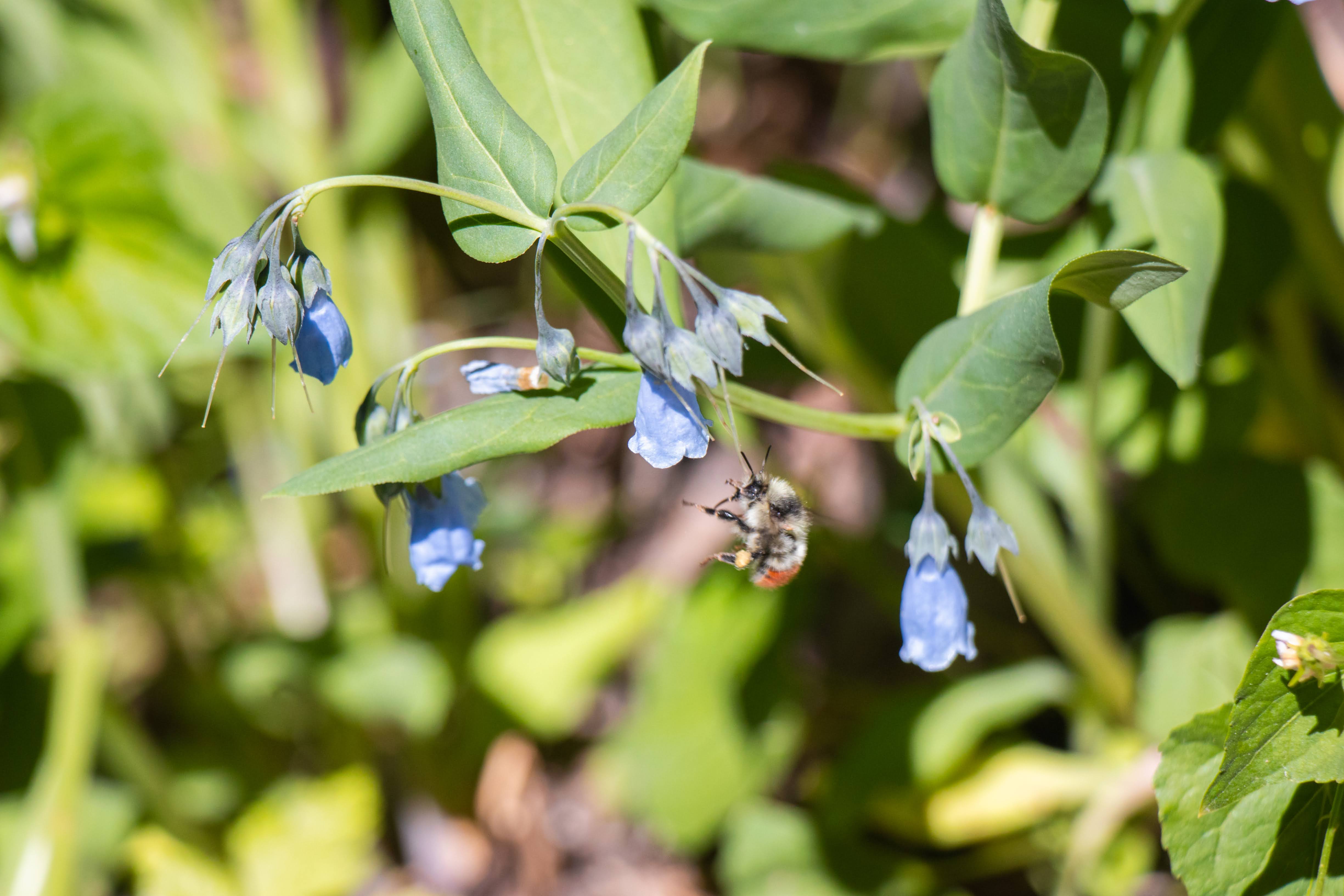 A bumblebee flies under blooming bluebell flowers.
