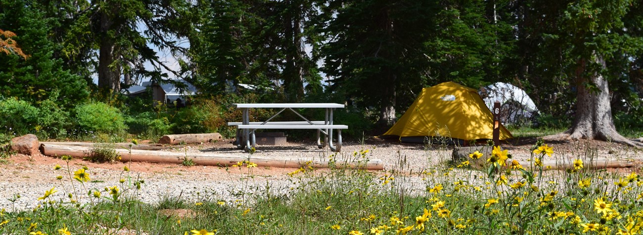 A yellow tent setup next to a picnic table with yellow flowers in the foreground.
