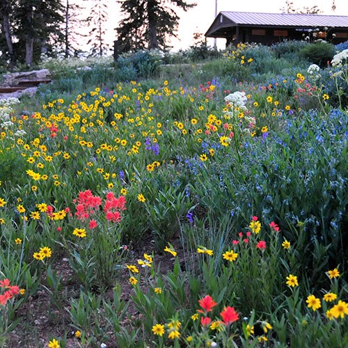 Tent surrounded by wildflowers with the restroom building in the background. Tent surrounded by wildflowers with the restroom building in the background.