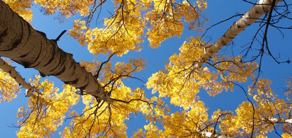 Fall Aspen trees with golden leaves, seen from below.
