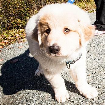 Puppy on gravel path