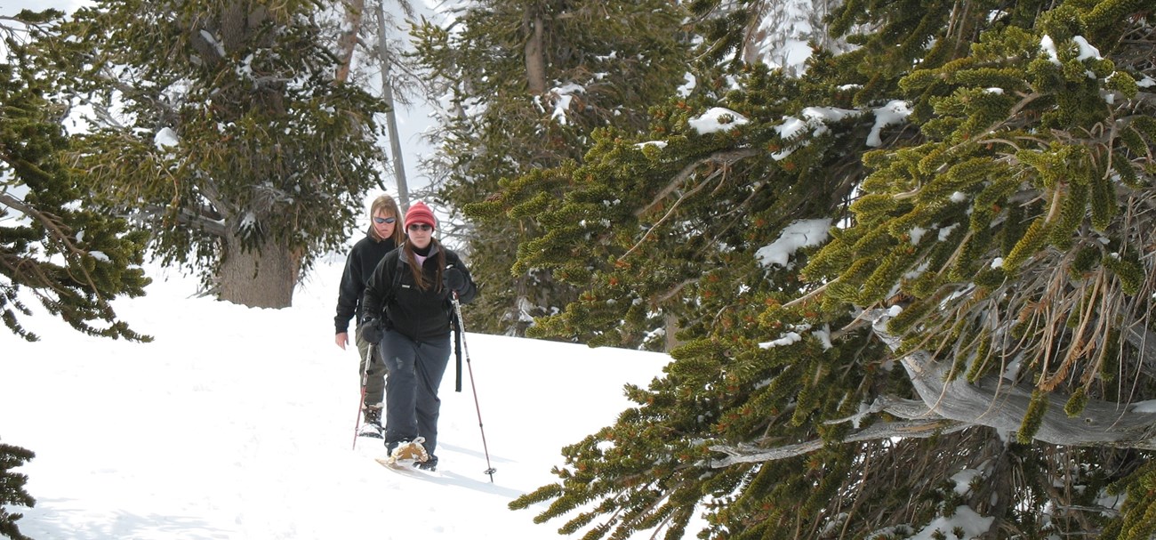 Two snowshoers hike toward the camera through trees and over snow.