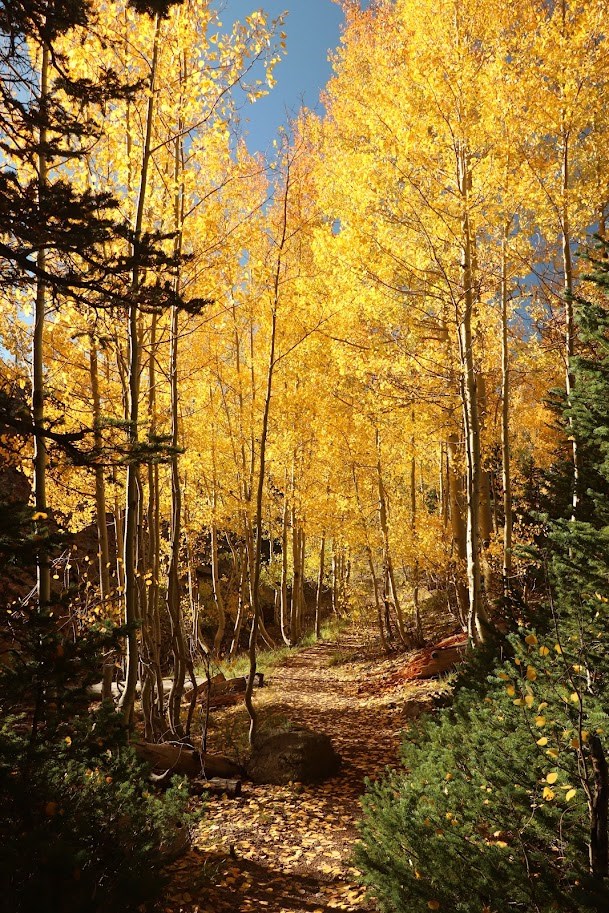 The Alpine Pond Loop Trail takes hikers on a winding path through groves of towering, golden Quaking Aspens.