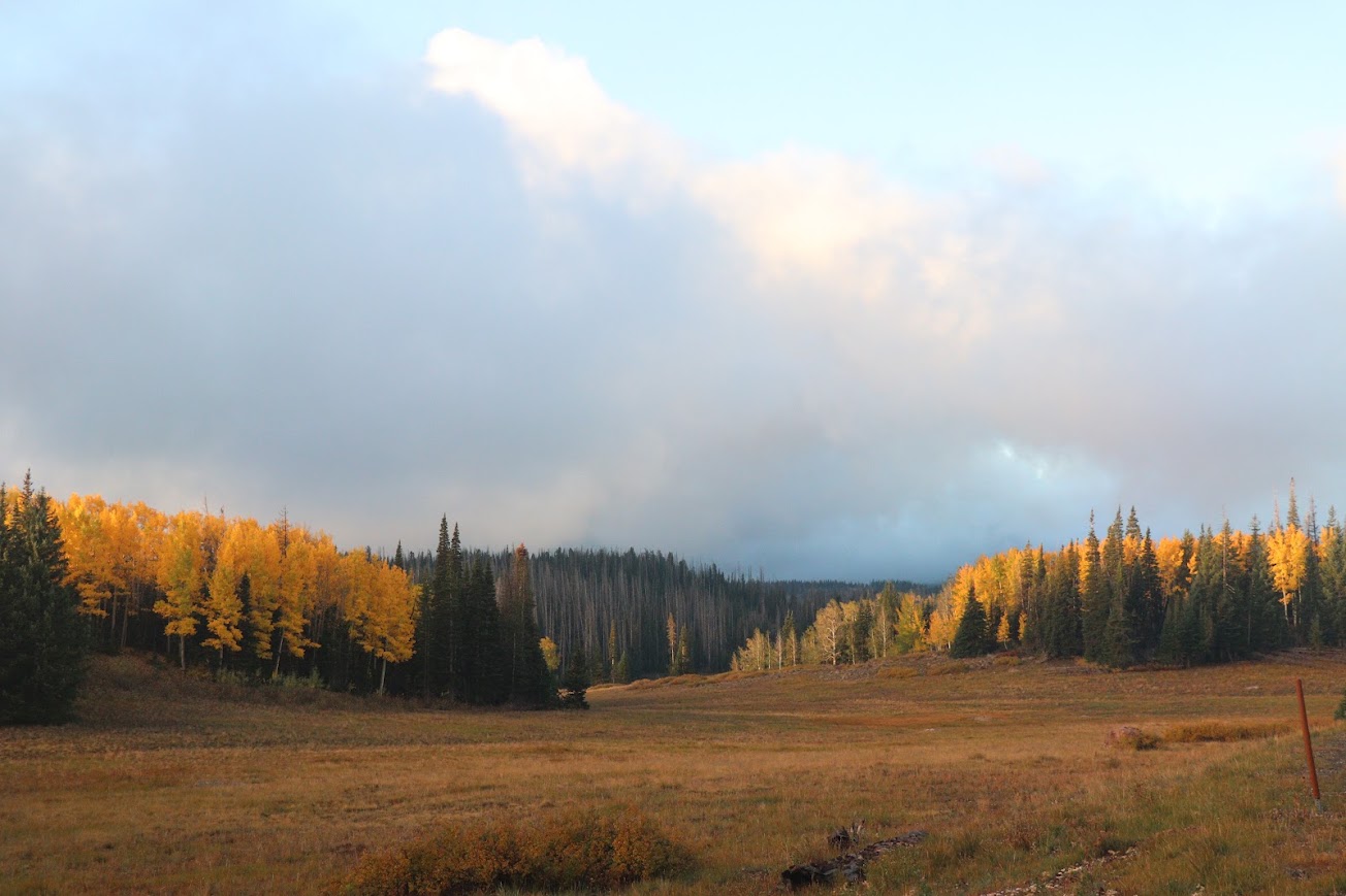 Groves of shimmering golden Quaking Aspens grown amongst evergreen trees such as Engelmann Spruce and Subalpine Fir trees.
